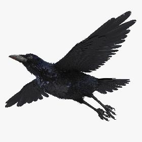 Common Raven Rigged 3D model